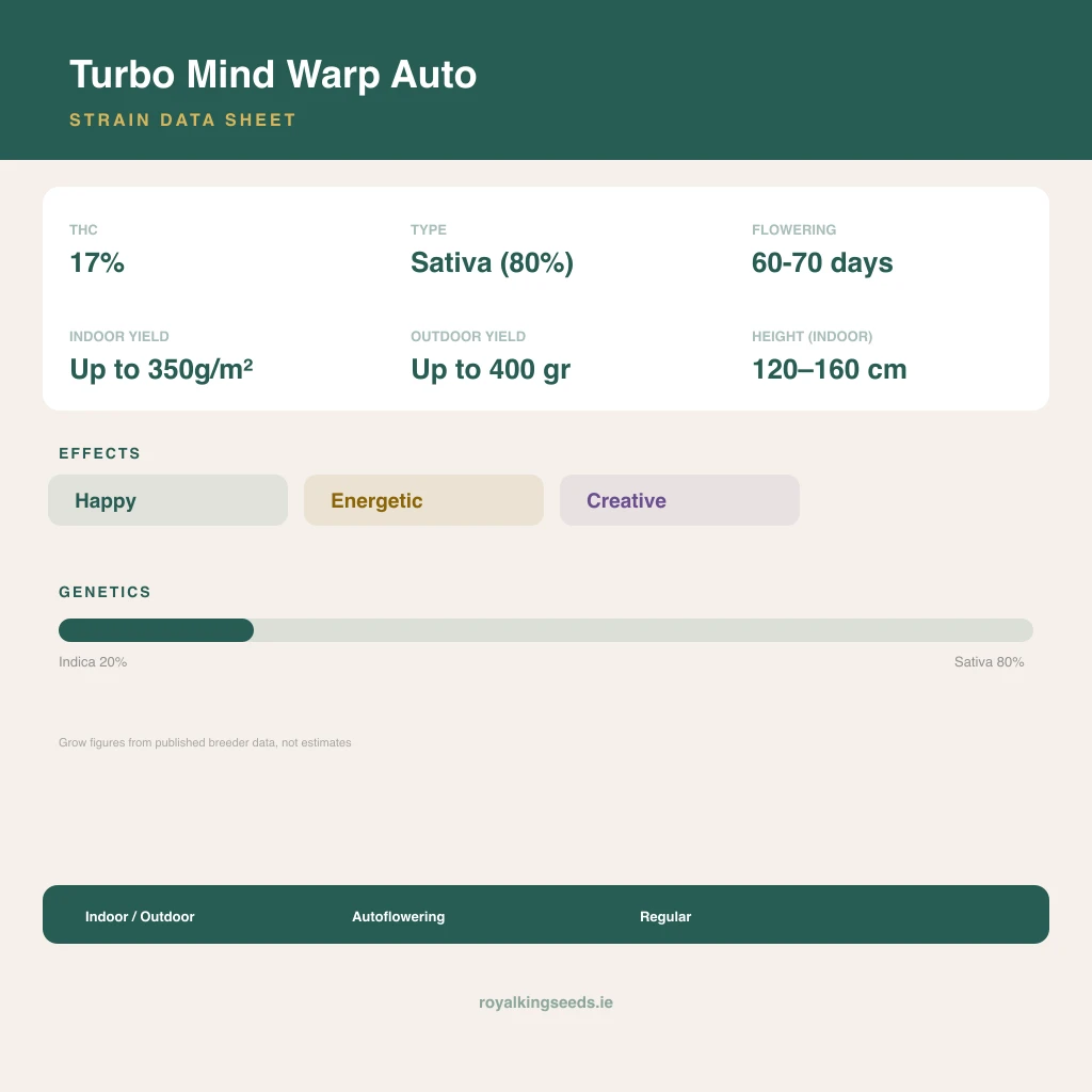Turbo Mind Warp 20% indica / 80% sativa flower with visible trichomes