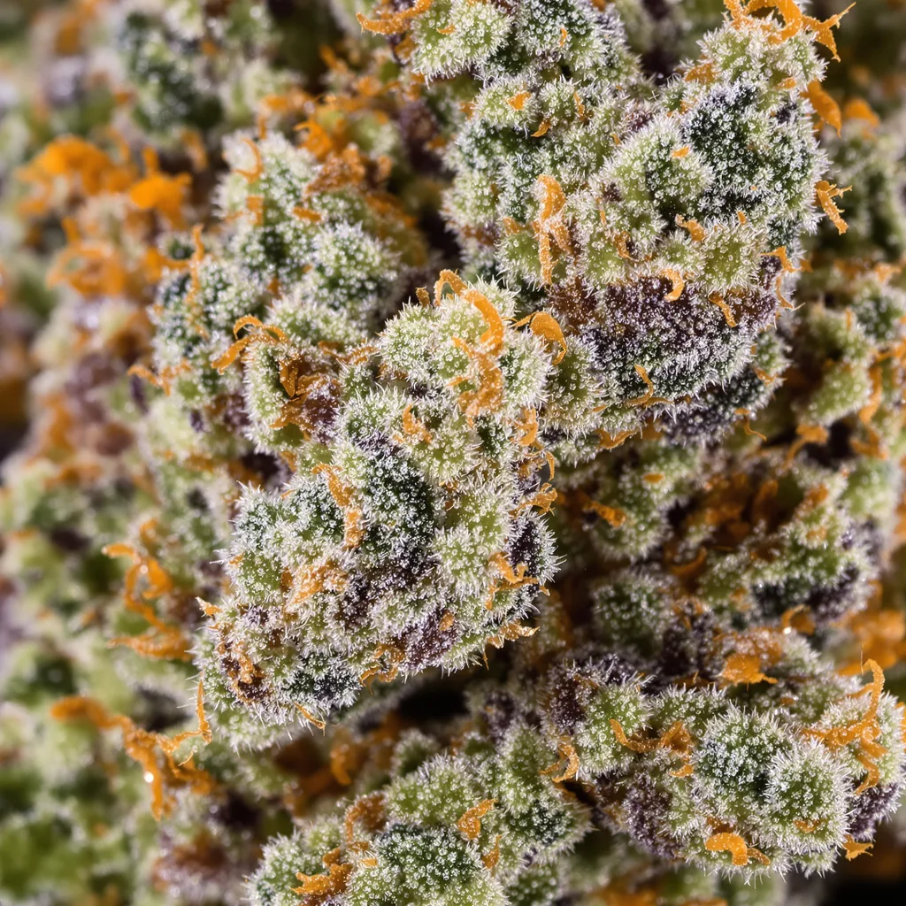 Tutti Frutti cannabis bud close-up showing balanced bud structure with frosted trichomes
