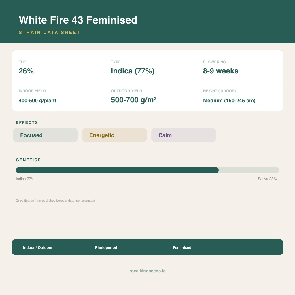 White Fire 43 77% indica / 23% sativa flower with visible trichomes