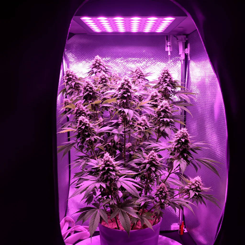 White Gold cannabis plant in flowering stage — Medium feminised