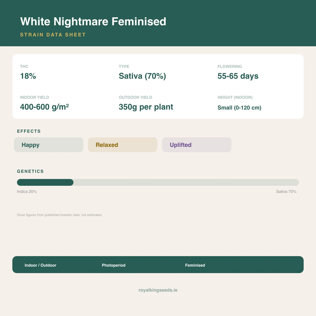 White Nightmare 20% indica / 70% sativa flower with visible trichomes