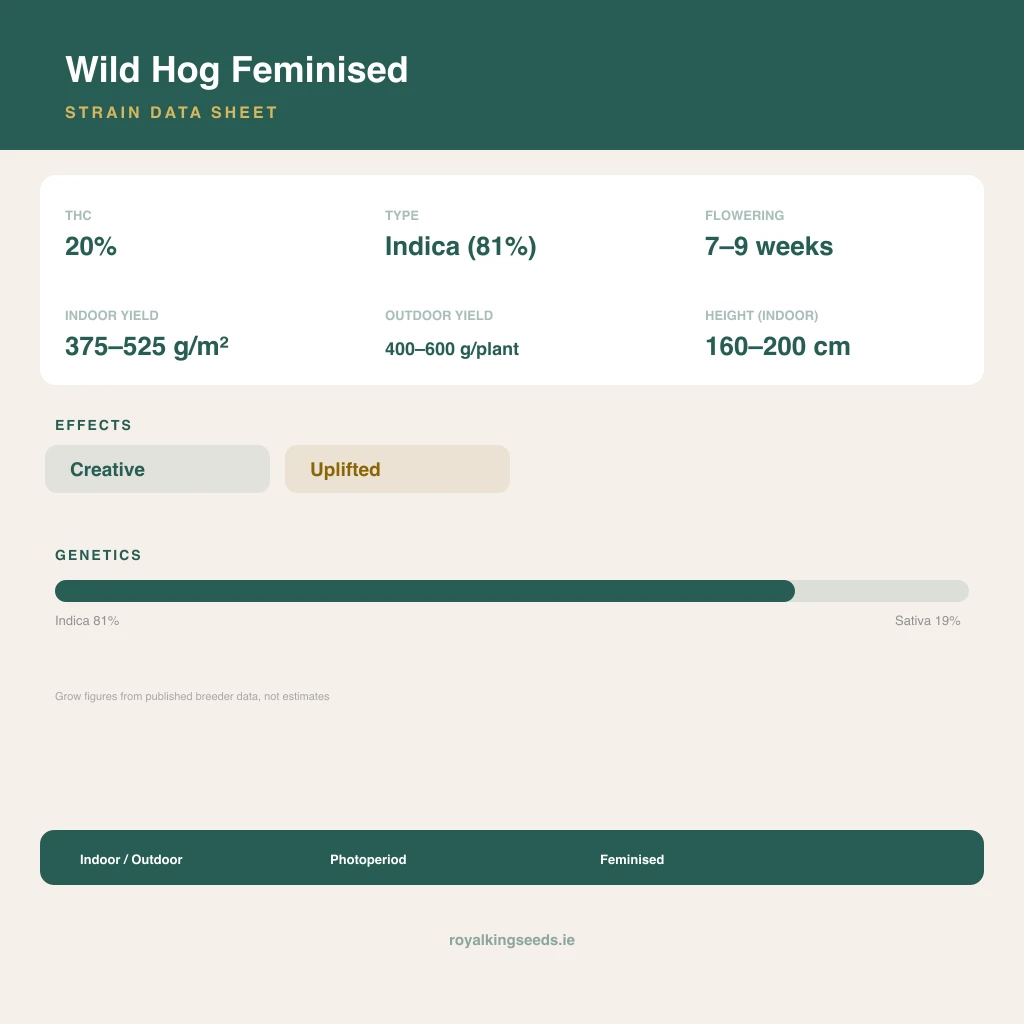 Wild Hog 81% indica / 19% sativa flower with visible trichomes