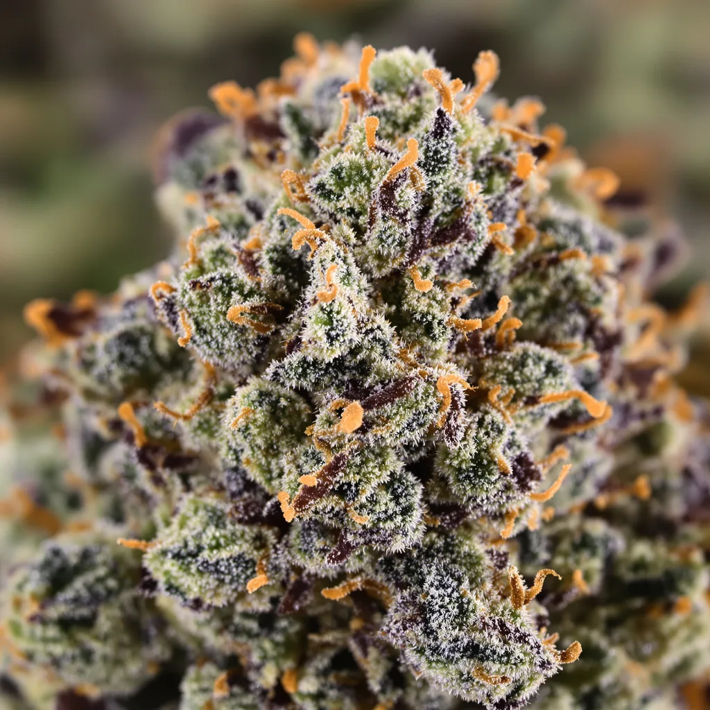 Woody Kush cannabis bud close-up showing dense purple-tinged calyxes